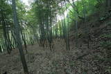 上野 国峯城の写真