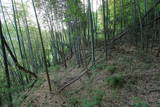 上野 国峯城の写真