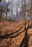 上野 味城山の砦の写真