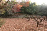 上野 明徳寺城の写真