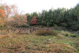 上野 明徳寺城の写真