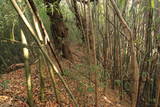 上野 明徳寺城の写真