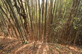 上野 明徳寺城の写真