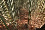 上野 明徳寺城の写真