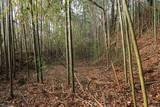 上野 明徳寺城の写真