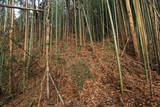 上野 明徳寺城の写真