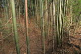 上野 明徳寺城の写真