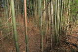 上野 明徳寺城の写真