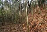 上野 明徳寺城の写真