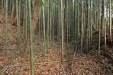 上野 明徳寺城の写真