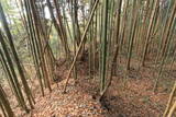 上野 明徳寺城の写真