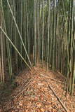 上野 明徳寺城の写真