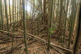 上野 明徳寺城の写真