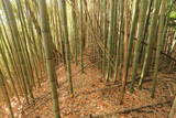 上野 明徳寺城の写真