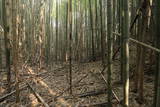 上野 明徳寺城の写真