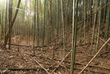 上野 明徳寺城の写真