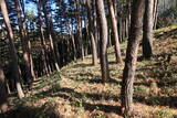 上野 中山古城の写真