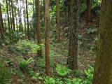 上野 丹生城の写真