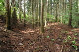 上野 愛宕山城の写真