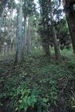 上野 天狗山の砦の写真