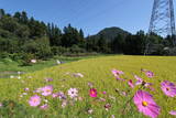 上野 植栗城の写真