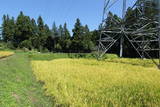 上野 植栗城の写真