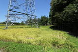 上野 植栗城の写真