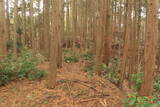 三河 岩略寺城の写真