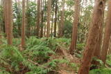 三河 岩略寺城の写真