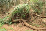 三河 岩略寺城の写真