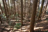 三河 羽布城の写真