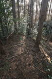 三河 羽布城の写真