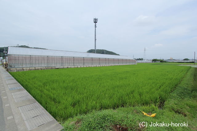 三河 八月城の写真