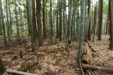 三河 大通寺山陣所の写真