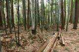 三河 大通寺山陣所の写真