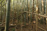 三河 乙ケ林城の写真