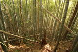 三河 乙ケ林城の写真