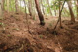 美作 岩明山城の写真