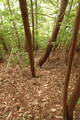 美作 岩明山城の写真
