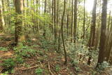 美作 平福寺城の写真