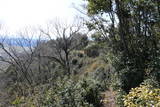 美作 医王山城の写真