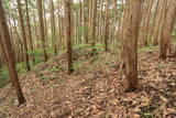 茶臼山城(大垪和西)写真