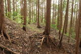 美作 茶臼山城(大垪和西)の写真