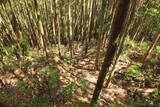 美作 越坂山城の写真