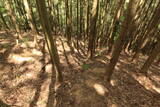 美作 越坂山城の写真