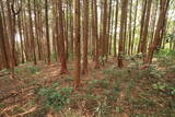 美作 城山城(西幸)の写真