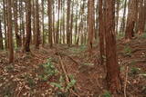 美作 城山城(西幸)の写真