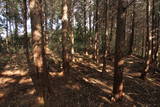 美作 篠山城の写真