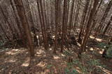 美作 篠山城の写真
