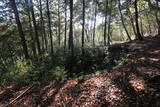 美作 高田城出丸(太鼓山)の写真